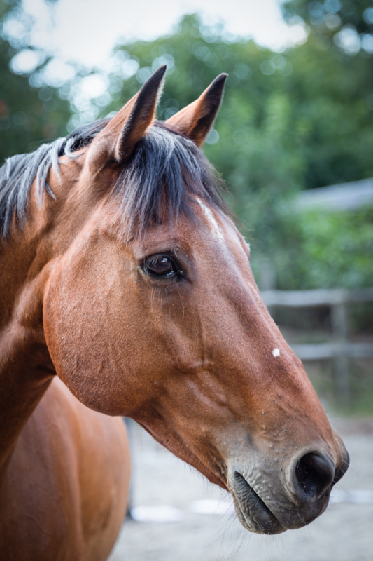 paardencoaching  AKF zakelijke fotografie -2866-bewerkt