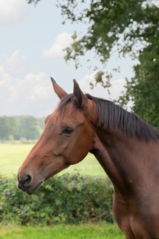 paardencoaching  AKF zakelijke fotografie mens -en- paard-3185-bewerkt-bewerkt 1