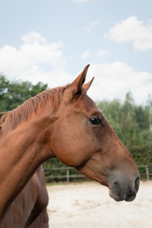 paardencoaching  AKF zakelijke fotografie mens -en- paard-3206-bewerkt-bewerkt